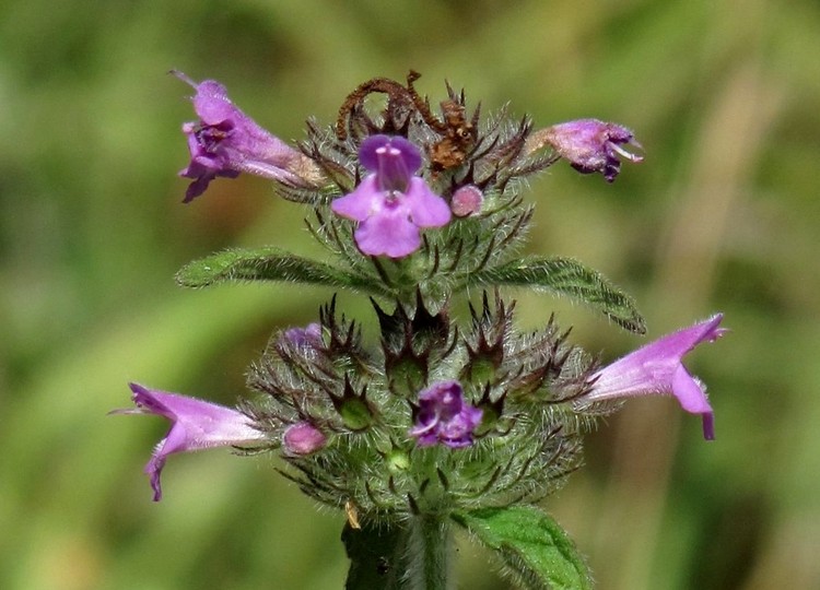 Clinopodium vulgare